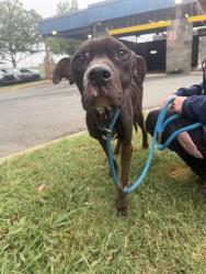 Shelter Stray Male Dog last seen CHARLOTTE, 8315 Byrum Dr, Charlotte, NC 28217, USA