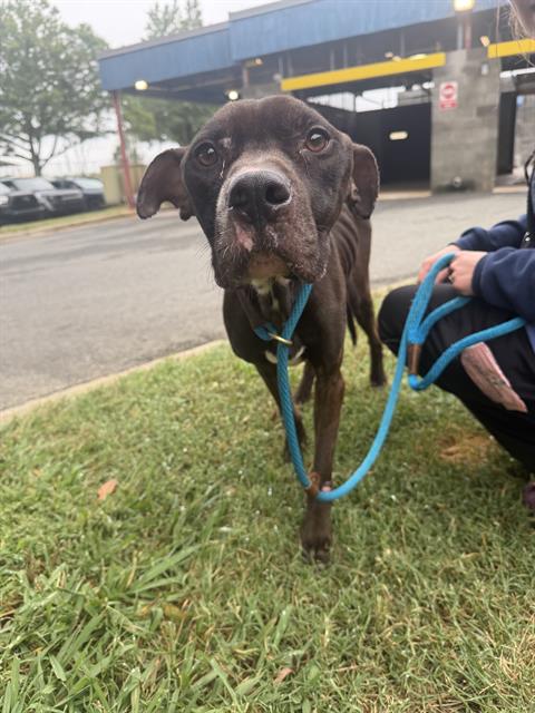 Shelter Stray Male Dog last seen CHARLOTTE, 8315 Byrum Dr, Charlotte, NC 28217, USA