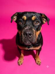 Shelter Stray Male Dog last seen Near BLOCK FRANKLIN, 2020 Forest St, Jacksonville, FL 32204, USA