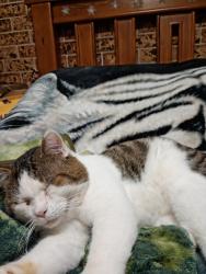 Lost Male Cat last seen Muller rd boondal, Boondall, QLD 