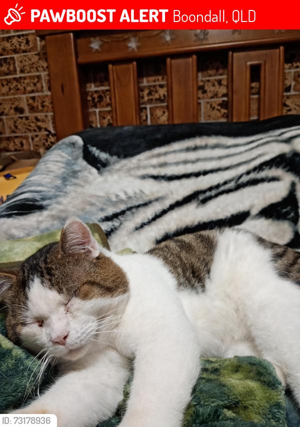 Lost Male Cat last seen Muller rd boondal, Boondall, QLD 
