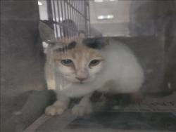 Shelter Stray Female Cat last seen , 957 N Gaffey St, San Pedro, CA 90731, USA