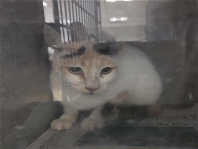 Shelter Stray Female Cat last seen , 957 N Gaffey St, San Pedro, CA 90731, USA