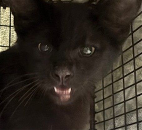 Shelter Stray Male Cat last seen , 14409 Vanowen St, Van Nuys, CA 91405, USA