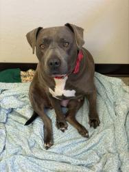 Shelter Stray Female Dog last seen Near BLK KINCAID ST, BAKERSFIELD, CA, 201 S Mt Vernon Ave, Bakersfield, CA 93307, USA