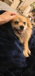 Shelter Stray Female Dog last seen 44TH ST & 8TH AVE, 2127 Front St, Sacramento, CA 95818, USA