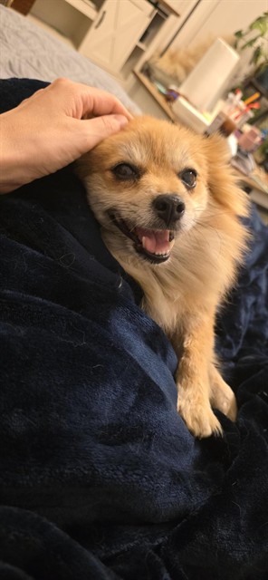 Shelter Stray Female Dog last seen 44TH ST & 8TH AVE, 2127 Front St, Sacramento, CA 95818, USA