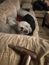 Reunited Female Dog last seen Rampart street, Los Angeles, CA 90057
