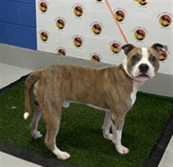 Shelter Stray Male Dog last seen BRIARTHORN LOOP, 19640 Dogpatch Ln, Land O' Lakes, FL 34638, USA