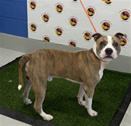 Shelter Stray Male Dog last seen BRIARTHORN LOOP, 19640 Dogpatch Ln, Land O' Lakes, FL 34638, USA