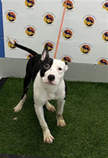 Shelter Stray Male Dog last seen GLISSADE DR AND US 19, 19640 Dogpatch Ln, Land O' Lakes, FL 34638, USA