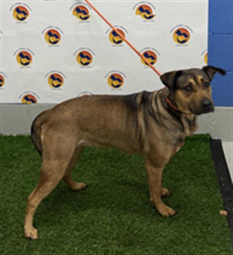 Shelter Stray Female Dog last seen TYLER DRIVE & RANCH ROAD, 19640 Dogpatch Ln, Land O' Lakes, FL 34638, USA