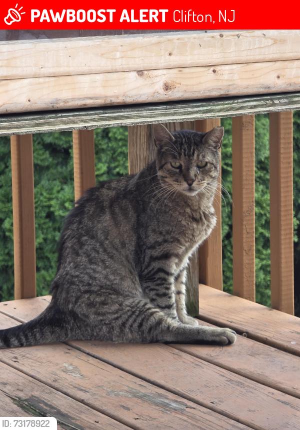 Lost Male Cat last seen Clairmont Road and Harrington Road, Clifton, NJ 07012