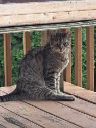 Lost Male Cat last seen Clairmont Road and Harrington Road, Clifton, NJ 07012