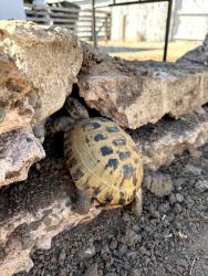 Lost Male Reptile last seen Between Jessi Foliage and Plants and Sunset High school or surrounding areas, Encinitas, CA 92024