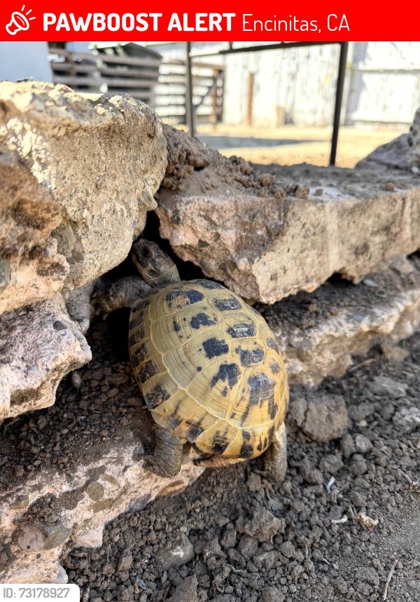 Lost Male Reptile last seen Between Jessi Foliage and Plants and Sunset High school or surrounding areas, Encinitas, CA 92024