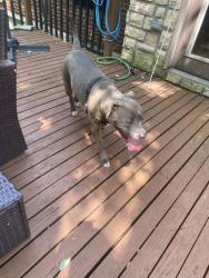 Found/Stray Female Dog last seen Pippin and Royal Glen, Cincinnati, OH 45239