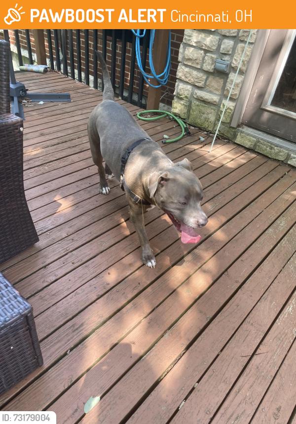 Found/Stray Female Dog last seen Pippin and Royal Glen, Cincinnati, OH 45239