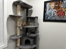 Reunited Female Cat last seen Edgemoor Pl, Oakland, CA 94605