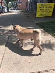 Reunited Male Dog last seen Near Locust St, Columbia, PA 17512, USA, Columbia, PA 17512