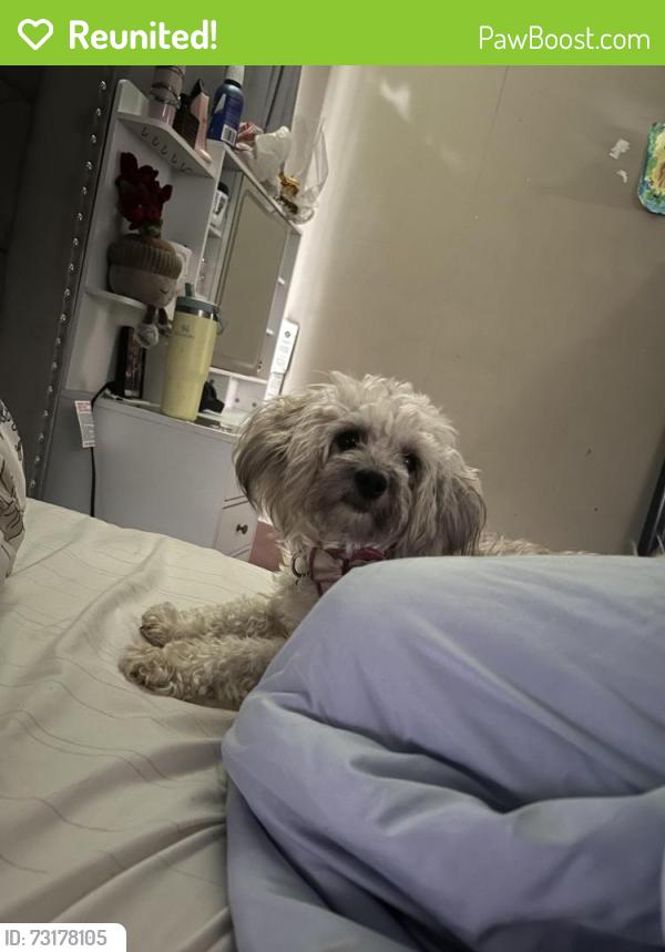 Reunited Female Dog last seen Saint Catherine and Waterford by Mccluer North High School, Florissant, MO 63033