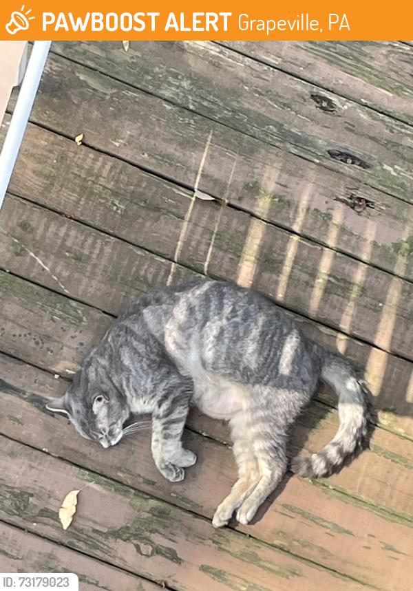 Found/Stray Female Cat last seen Brown Avenue Grapeville, Grapeville, PA 15634
