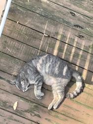 Found/Stray Female Cat last seen Brown Avenue Grapeville, Grapeville, PA 15634