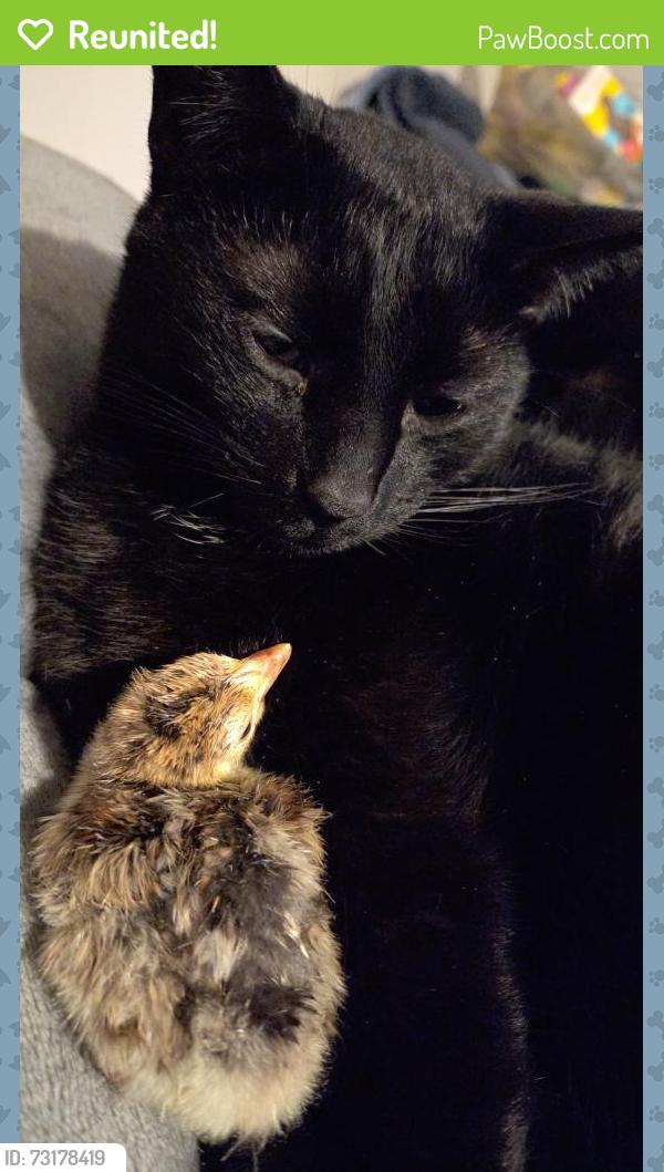 Reunited Male Cat last seen Burke Road, Cleveland, TN 37323