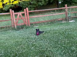 Reunited Female Dog last seen Spring g valley road , Newark, de, Cecil County, MD 21921