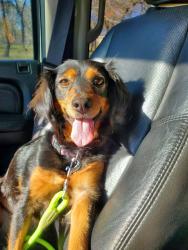 Reunited Female Dog last seen Wood Valley and Fleetwood, Adkins, TX 78101