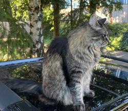 Lost Female Cat last seen NE 96th St & 15th Ave NE, Seattle, WA 98115