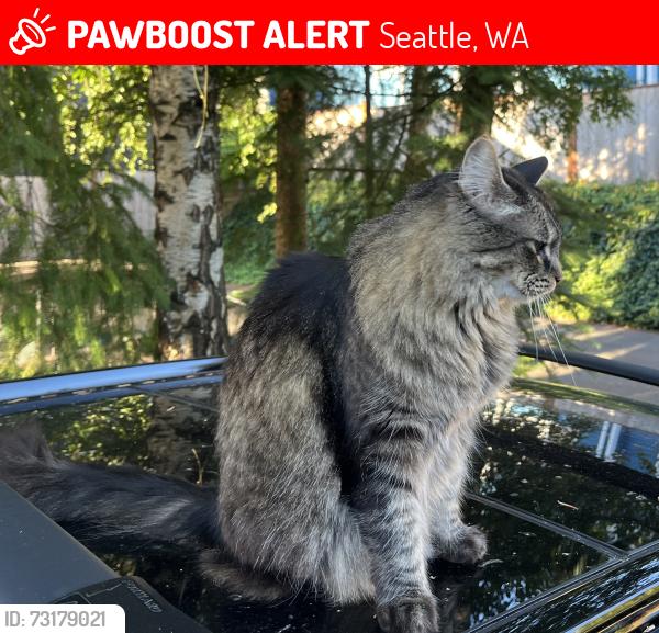 Lost Female Cat last seen NE 96th St & 15th Ave NE, Seattle, WA 98115