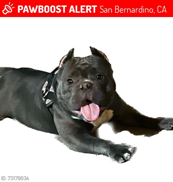 Lost Female Dog last seen San Bernardino Ave, San Bernardino, CA 92408