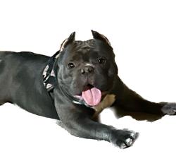 Lost Female Dog last seen San Bernardino Ave, San Bernardino, CA 92408