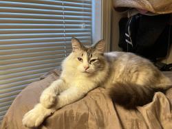 Lost Female Cat last seen Laurel Hill Neighborhood, Prattville, AL 36066