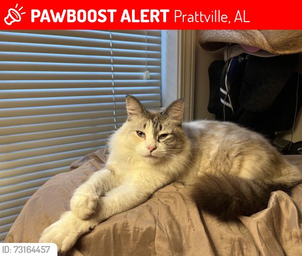 Lost Female Cat last seen Laurel Hill Neighborhood, Prattville, AL 36066