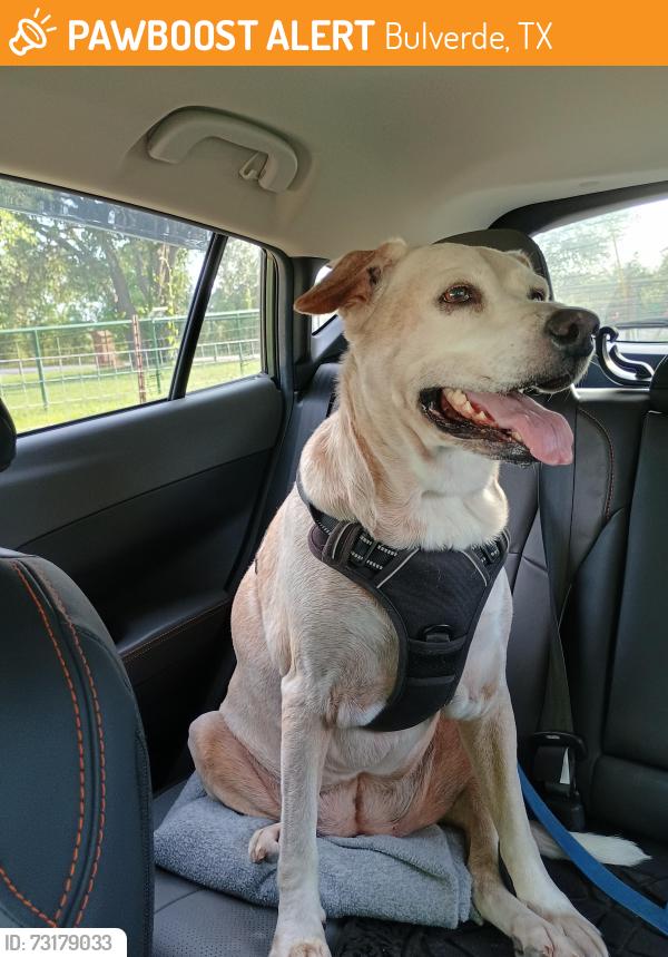 Found/Stray Female Dog last seen Obst Rd by St Paul Lutheran Cemetery not far from Tejas Rodeo, Bulverde, TX, Bulverde, TX 78163