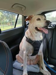 Found/Stray Female Dog last seen Obst Rd by St Paul Lutheran Cemetery not far from Tejas Rodeo, Bulverde, TX, Bulverde, TX 78163