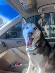 Reunited Female Dog last seen Hacienda & Tenaya Way, Las Vegas, NV 89113