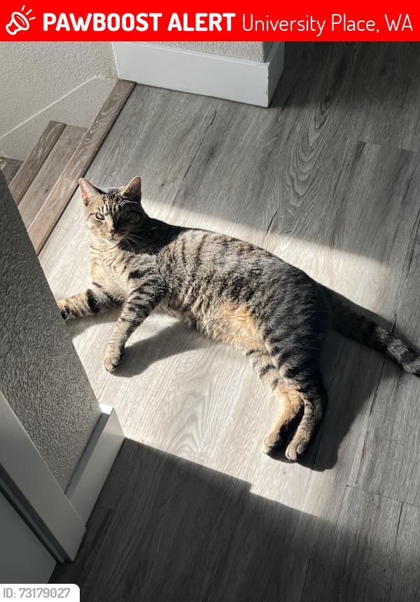 Lost Male Cat last seen Near 79th Ave W, University Place, WA 98467