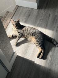 Lost Male Cat last seen Near 79th Ave W, University Place, WA 98467