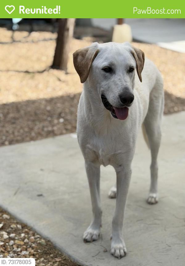 Reunited Male Dog last seen Buckwood Ct and Pepperwood, Victorville, CA 92392