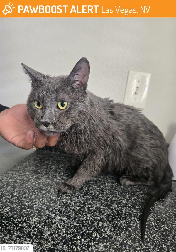 Found/Stray Unknown Cat last seen E Desert Inn Rd & E Flamingo Rd, Chevron Gas Station at our corner, Las Vegas, NV 89122