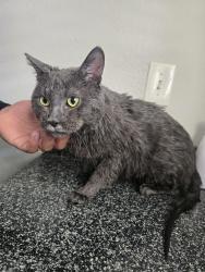 Found/Stray Unknown Cat last seen E Desert Inn Rd & E Flamingo Rd, Chevron Gas Station at our corner, Las Vegas, NV 89122
