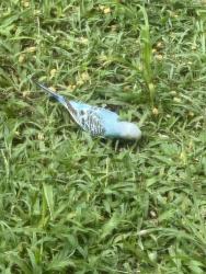 Found/Stray Unknown Bird last seen Across from new high school, Moseley, VA 23120