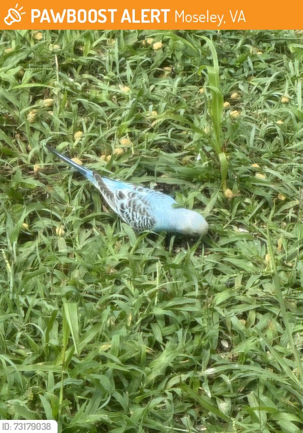 Found/Stray Unknown Bird last seen Across from new high school, Moseley, VA 23120
