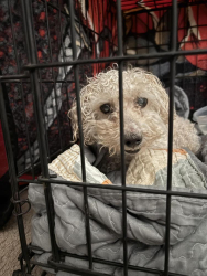 Found/Stray Male Dog last seen Town center& Desert Inn, Las Vegas, NV 89135