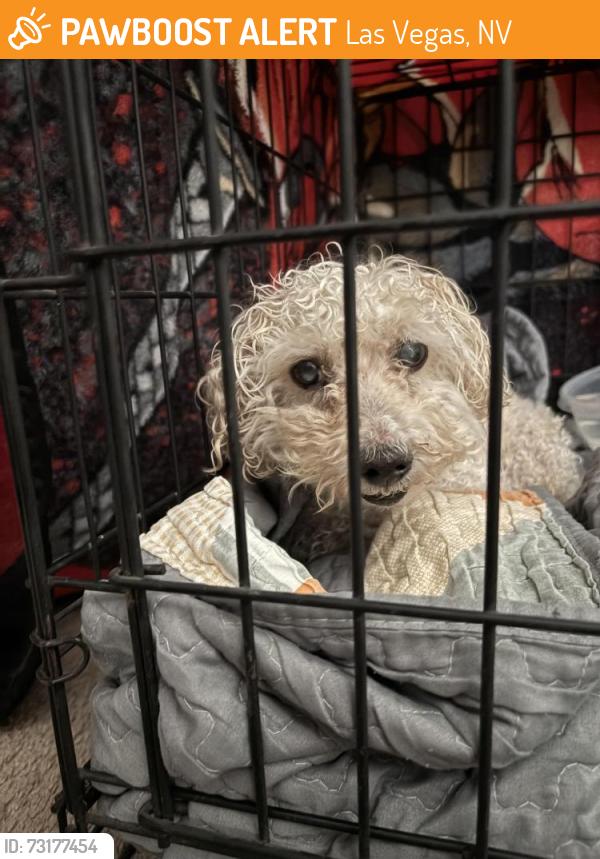 Found/Stray Male Dog last seen Town center& Desert Inn, Las Vegas, NV 89135