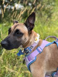 Lost Female Dog last seen Loomis trail rd with train tracks, and portal way, right next to the naval chain place, Blaine, WA 98230