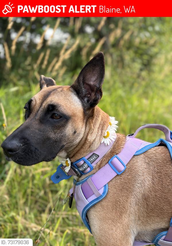 Lost Female Dog last seen Loomis trail rd with train tracks, and portal way, right next to the naval chain place, Blaine, WA 98230